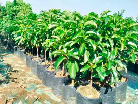 Bibit Alpukat kelud polybag 40