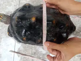 Redfoot tortoise kura-kura red foot 30 cm