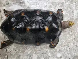 Redfoot tortoise kura-kura red foot 30 cm