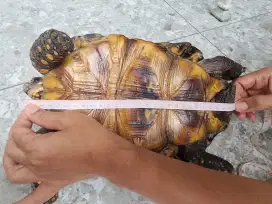 Redfoot tortoise kura-kura red foot 30 cm
