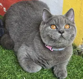 Kucing british shorthair bsh british short hair