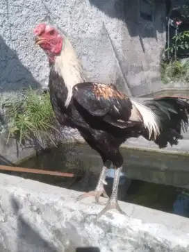 Ayam  bangkok  pakoy  x  pama