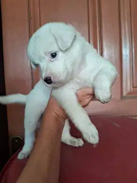Mix Golden Retriever n Doberman, betina