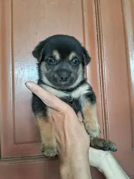 Mix Golden Retriever n Doberman