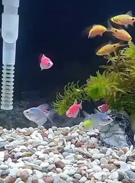 Batu Aquascape Pancawarna Hiasan Ikan Aquarium Akuarium