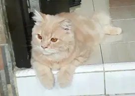 Kucing Persia Longhair