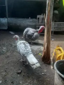 Jantan kalkun abu abu