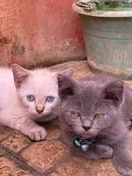 KITTEN HIMALAYA BLUE EYES SHORTHAIR