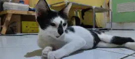 Free adopt domestik