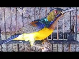 Kolibri kelapa ato manggar jantan harian aktif rawatan