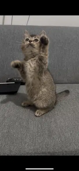 Kucing Bsh x scottish