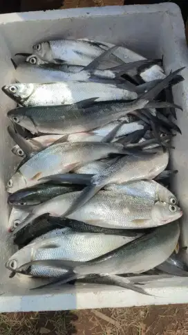 Ikan Bandeng dan Udang Windu Pacet