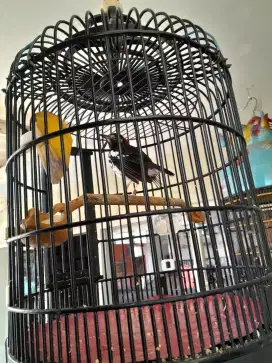 Dijual burung Anis kembang lepas trotol
