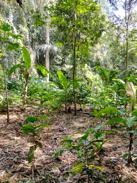 Di Jual Tanah 629 M di pandan ajeng tumpang