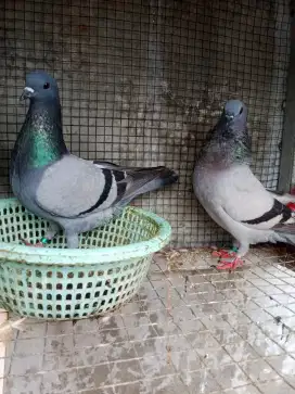 Merpati Jawa sungut pasangan + bujangan