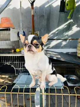 Penjantan chihuahua pesek