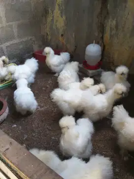 Ayam American Silkie