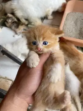 Adopsi anabul Himalaya Mix Persia Turki