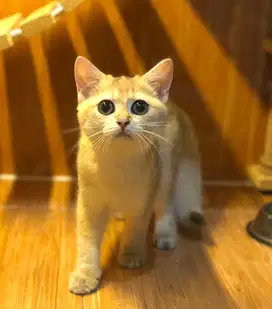 Kucing british shorthair golden