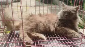 Lepas adopsi : Kucing Persia Medium Betina Abu-abu