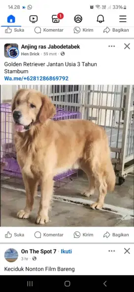 Golden Retriever Male 3 Tahun Stambum Big Bone Big Head