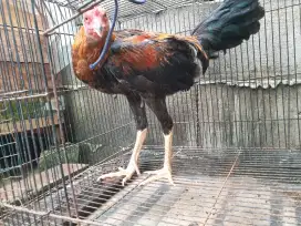 Ayam jago bangkok x kampung