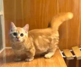 Kucing munchkin bsh