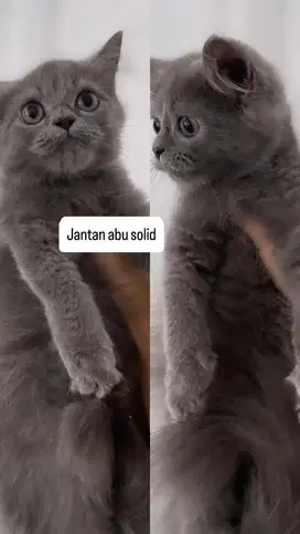 Kitten jantan abu solid mix bsh