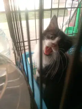 Kitten Persia black and white