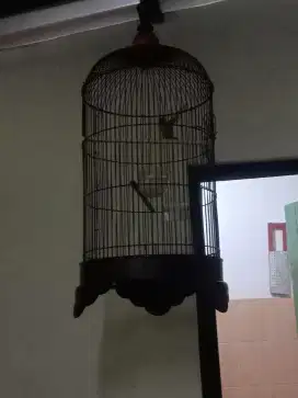 jual burung kolibri