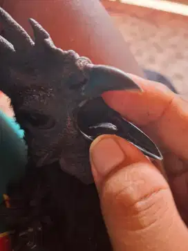 Ayam cemani lidah hitam usia 6 bulan jago
