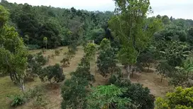 DIJUAL SEGERA KEBUN : Alpukat - Durian  Dan Cengkeh Di Wanayasa PWK