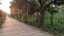 DIJUAL TANAH DATAR || HARGA DIBAWAH PASARAN