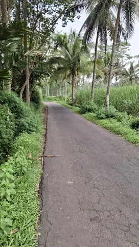Kebun Tebu Murah Dekat Kota Malang