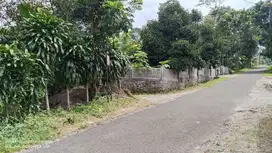 KEBUN DURIAN || MANGGIS PINGGIR JALAN SUDAH ADA SAUNGNYA