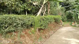 JUAL KEBUN MANGGIS DAN TEH  ||  DI WANAYASA PURWAKARTA