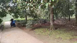 KEBUN MANGGIS PRODUKTIF || DILENGKAPI POHON DURIAN MASIH BELAJAR.