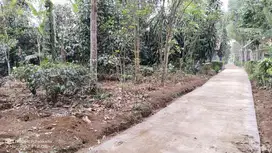 Rp. 150 Rb/M²  Kebun Manggis Tinggal Panen  Jeruk, Pala, Durian