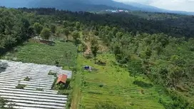 DIJUAL KEBUN : CENGKEH, DURIAN & TEH di Jl. Raya Kiarapedes - Wanayasa