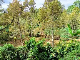 Kebun durian produktif karangpandan