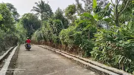 DATAR & PRODUKTIF | KEBUN MANGGIS Rp. 175.000/M² Nego