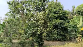 JUAL Kebun Durian Dan Manggis Dilengkapi Pohon Pete, Pala, Cengkeh