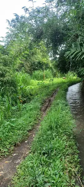 Tanah Subur Tajinan Malang Full Sungai dan Irigasi