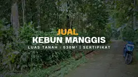 Rp. 150 Jt Nego || KEBUN MANGGIS PINGGIR JALAN