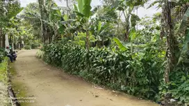TANAH KEBUN  DIJUAL MURAH   UNTUK VILA, RUMAH, GUDANG DLL.