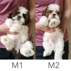 Anak Anjing Mini Shih Tzu