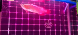 Ikan arwana super red 57cm