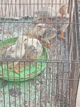 Bismillah mau dimahar aja biang Birma ples anak y 6 ekor ayam sehat