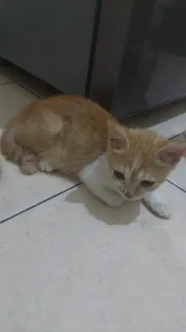 Gratis Adopt Adopsi Kitten