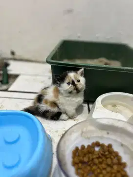 Kitten Munchkin cebol rughugger